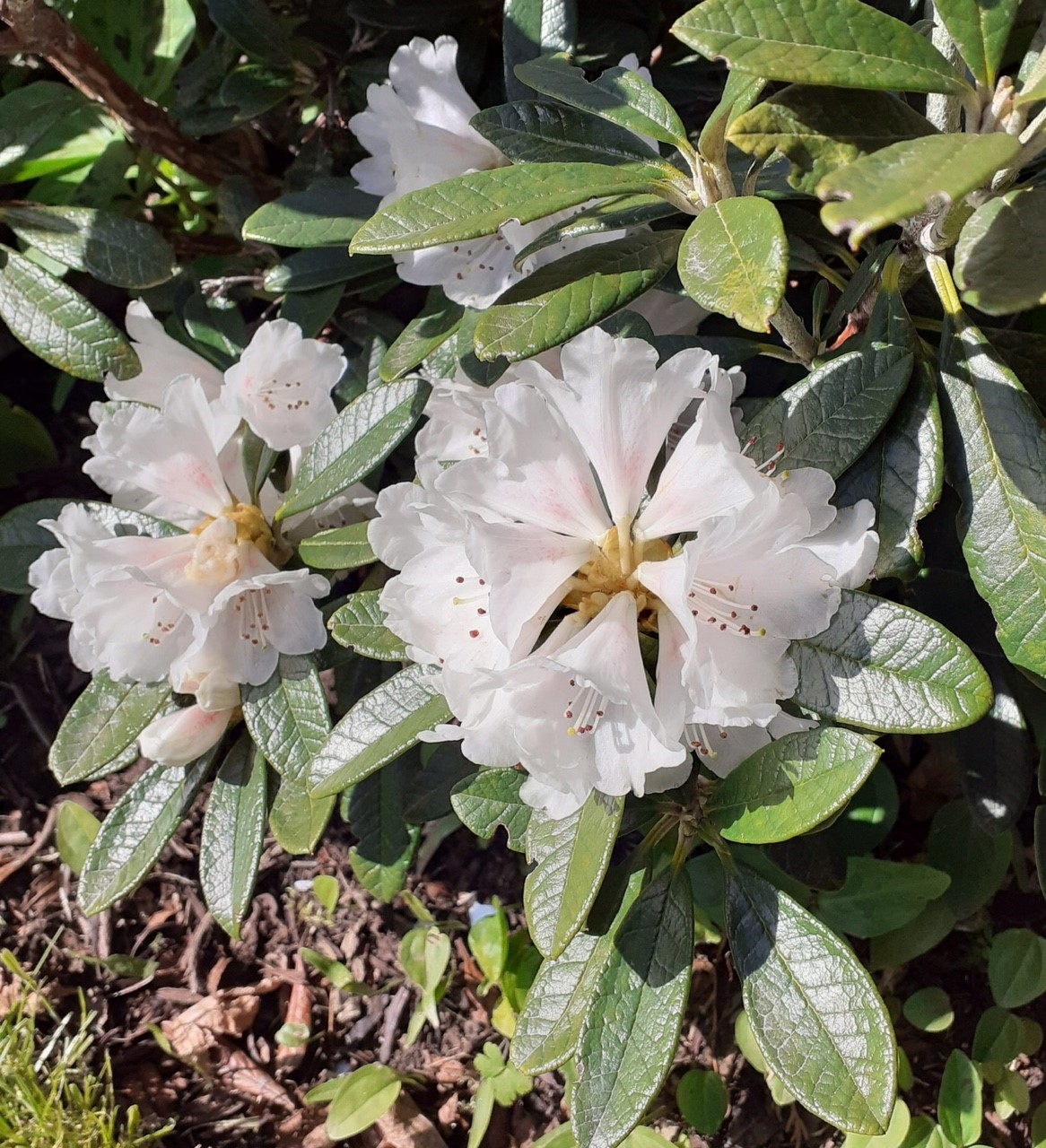 R. farinosum